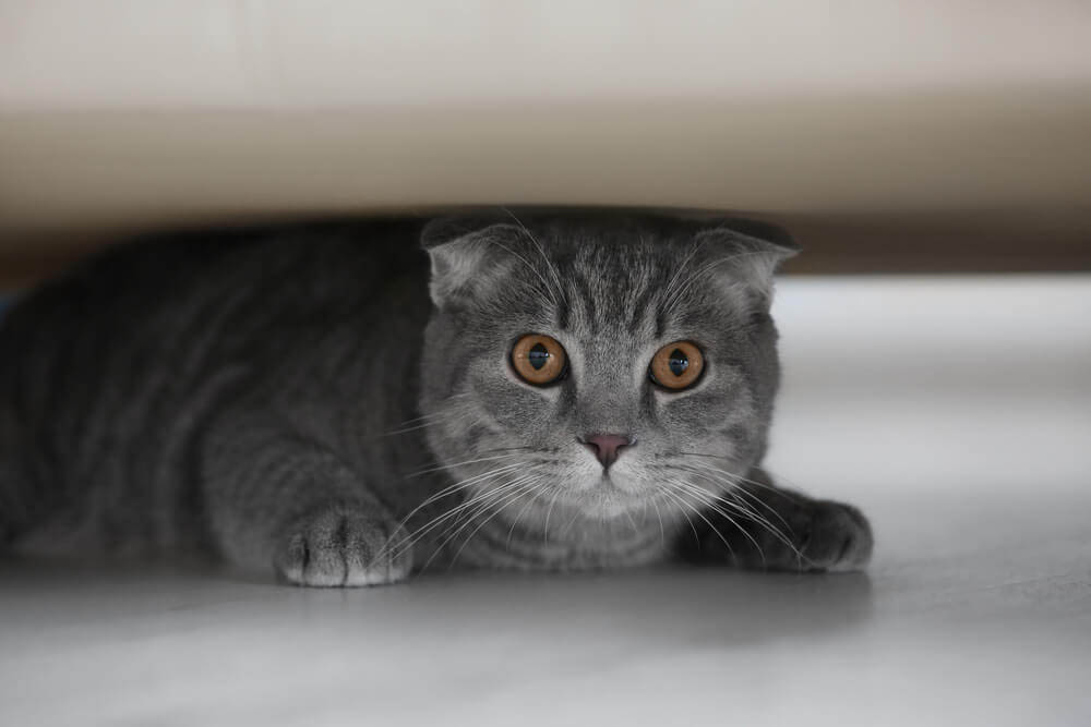 Neue Katze Versteckt Sich Unter Sofa Warum zieht sich meine Katze zurück? | FELIWAY